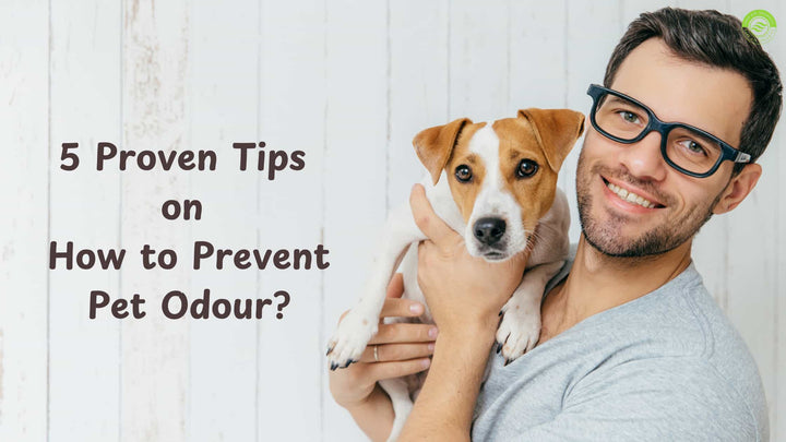5 Proven Tips on How to Prevent Pet Odour and Make Your House Smell Good - Pure Air Organics